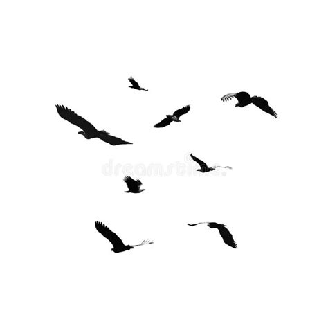 Flying Eagle Isolated on White Background Stock Photo - Image of wild, black: 68778014