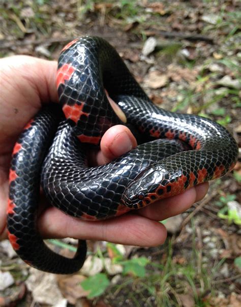 Snake Road (and surrounding area) September 30 - October 4 - Field Herp ...