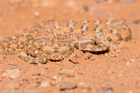 Desert Horned Viper, Cerastes cerastes | Snake venom, Reptiles and ...