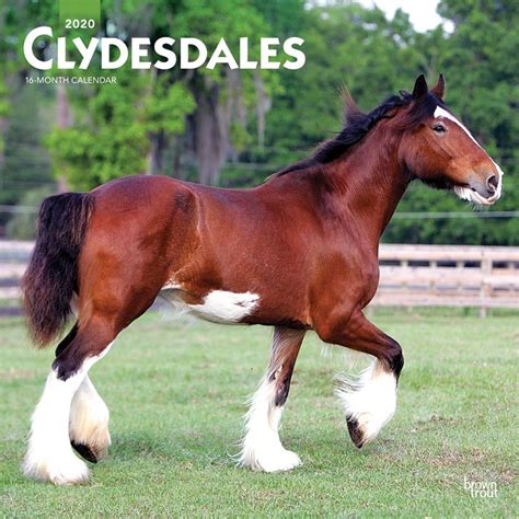 Clydesdales 2020 12 x 12 Inch Monthly Square Wall Calendar, Animals ...