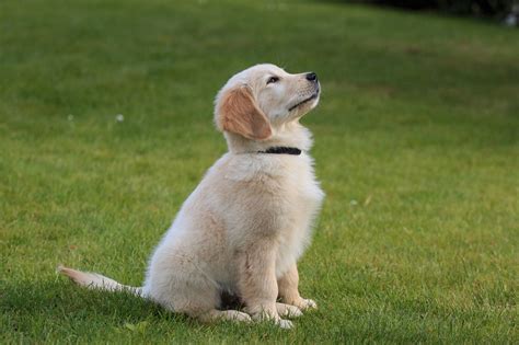 Golden Retriever Training in Los Angeles | Golden Retriever Behavior ...