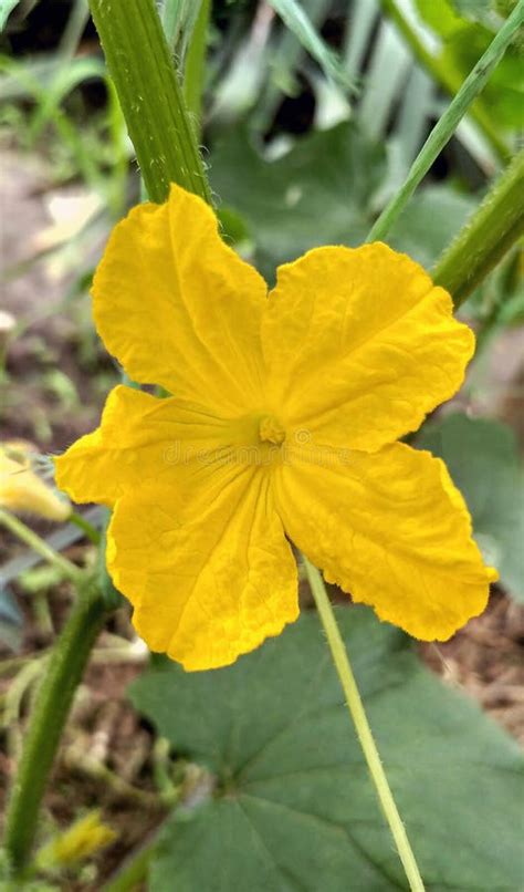 Flowering Cucumber Vine, Garden Growing Space Stock Image - Image of ...