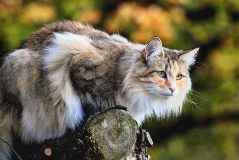 Are Norwegian Forest Cats Hypoallergenic? Tips for Allergic Families