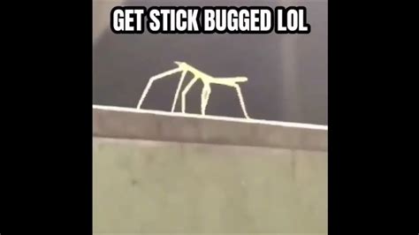 just a normal stick bug meme, nothing to see here - YouTube