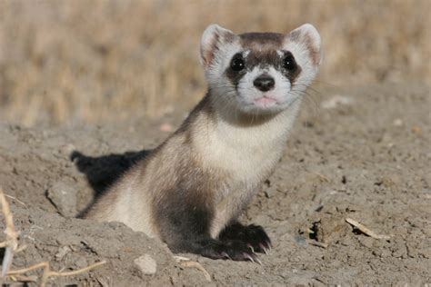 Black-footed Ferret Facts, Habitat, Diet, Life Cycle, Babies, Pictures