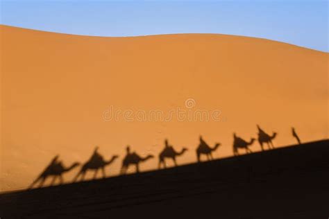 Camel Shadow on Sand in Desert Stock Photo - Image of golden, scene: 105984468