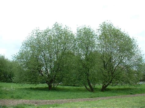 salix caprea | Salix caprea, Saule marsault | Inventaire des arbres ...