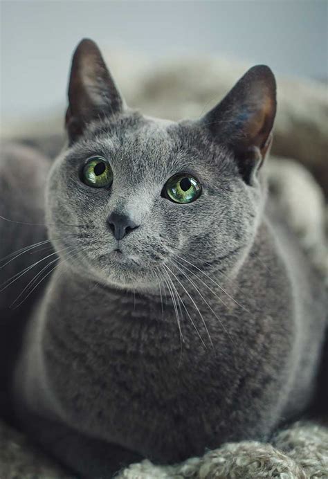 Russian Blue Cat Breed Information Center