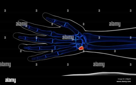 Human skeleton triquetral bone anatomy 3D illustration Stock Photo - Alamy