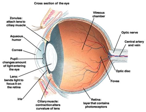 Image Sensors World: Human Eye Resolution in Megapixels