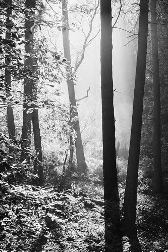 Delamere Forest | Autumn Light | ` | Rachael Webster | Flickr