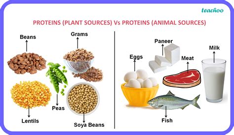 [Science] Proteins - Definition, Meanining, Types - Class 6 Teachoo