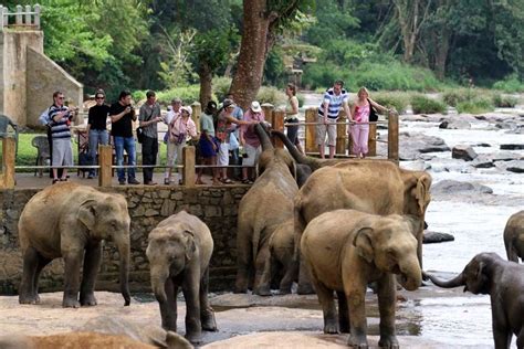 PINNAWALA ELEPHANT ORPHANAGE IN PINNAWALA ABOUT 80KM FROM COLOMBO IS THE LARGEST ORPHANAGE FOR ...