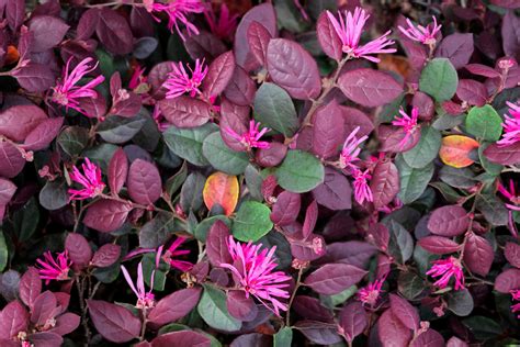 How to Grow Loropetalum (Chinese Fringe Flower)