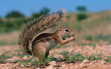 Animales de la Selva Seca