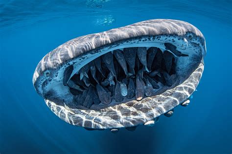 Photo of ‘Smiling’ Whale Shark With Mouth Full of Friendly Remoras Wins Photo Competition