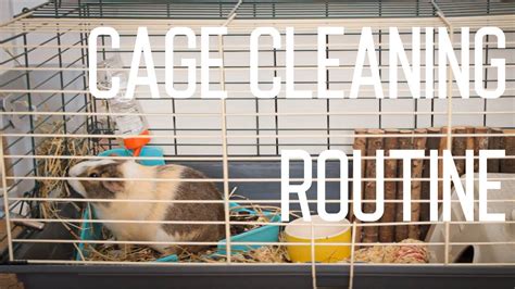 Guinea Pig Cage Cleaning Routine - YouTube