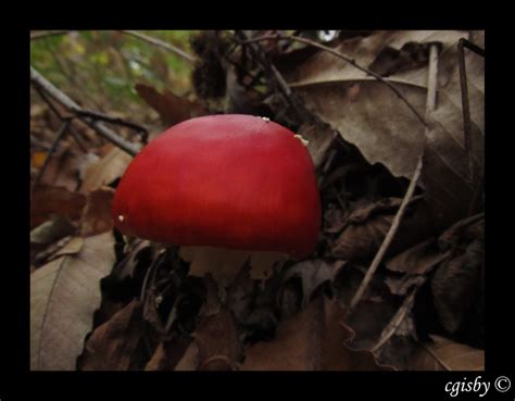 Red Cap Mushroom by cgisby on DeviantArt