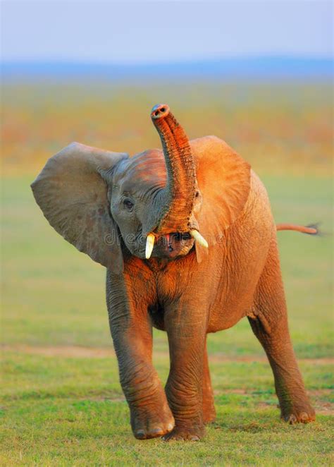 Baby Elephant - Raised Trunk Royalty Free Stock Photo - Image: 25615105