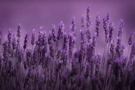 Lavender Computer Wallpapers - Top Free Lavender Computer Backgrounds - WallpaperAccess