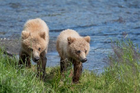 Two Alaskan Brown Bear Cubs Stock Photo - Image of wild, brooks: 96948894