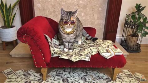 Money cat : r/KimseaAnime