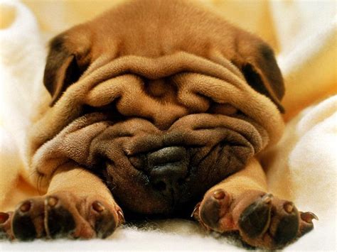 12 Dogs Who Make Wrinkles Look Good | Rover.com