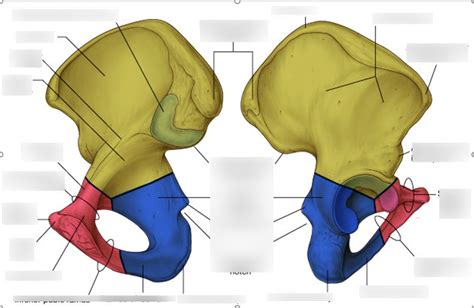 Hip Bone Landmarks Diagram | Quizlet