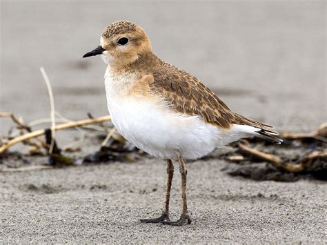 Mountain Plover - eBird