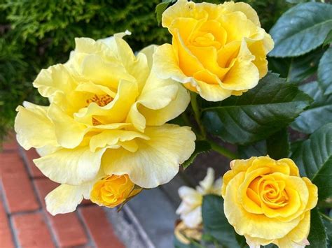 11 Best Climbing Roses For Shade - SONG OF ROSES