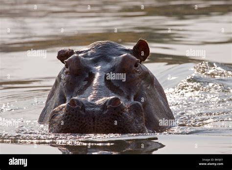 Swimming hippopotamus (Hippopotamus amphibius Stock Photo - Alamy