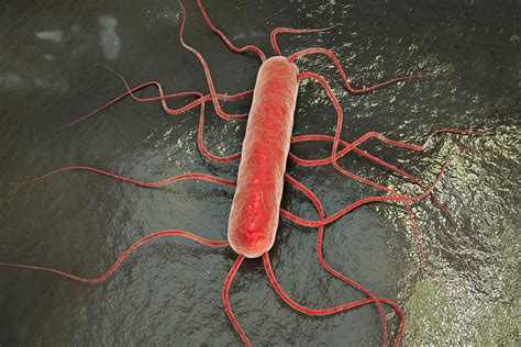 Listeria monocytogenes : une bactérie aux capacités d’adaptation ...