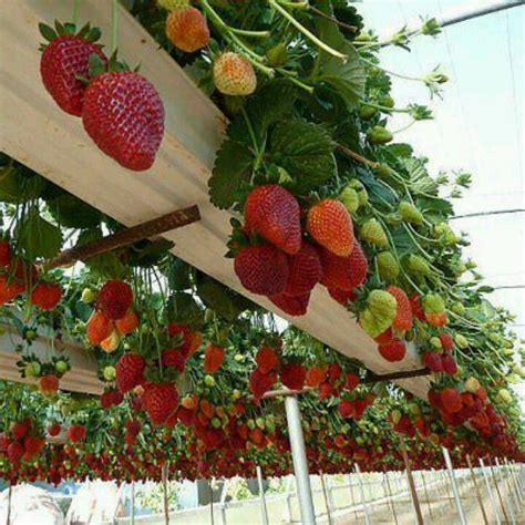 Hanging Strawberry Plants For Sale - markanthonystudios.net