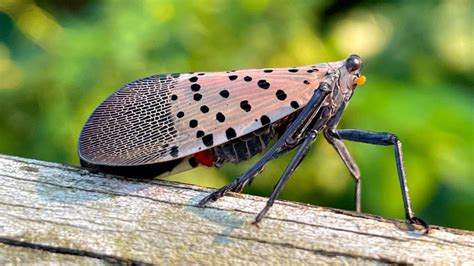 Spotted lanternfly spreading in New York state | CALS