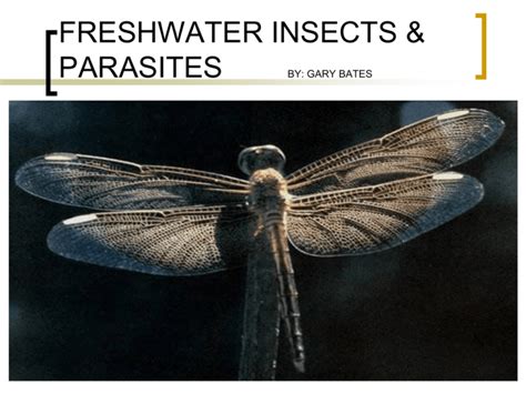 freshwater insects & parasites by