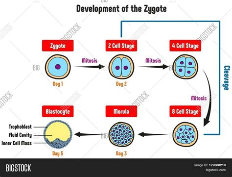 Development Zygote Image & Photo (Free Trial) | Bigstock