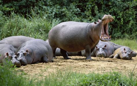 Download Animal Hippo HD Wallpaper