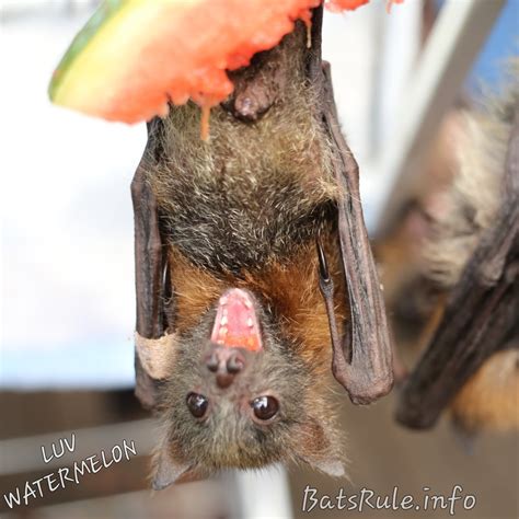 Megabat pics 2017 Flying Foxes Fruit bats