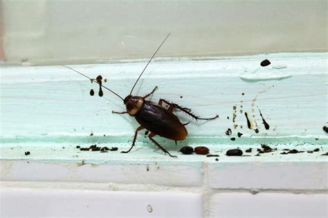 How To Spot And Clean Roach Droppings