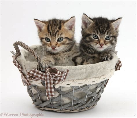 Cute tabby kittens in a wicker basket photo WP36205