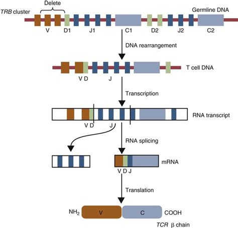 How Antigen-Binding Receptors Are Made | Veterian Key