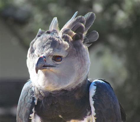 Photographers Find Rare Harpy Eagle Nest in the Amazon | OutdoorHub