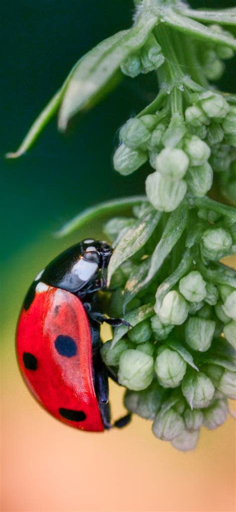 Ladybug macro - MacroViewpoint.com