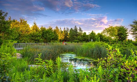 The Wonder of Wetlands: A Nature-Based Solution for Environmental ...