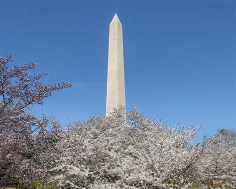 The Washington Monument and Cherry Blossoms DS0068 Photograph by Gerry Gantt - Fine Art America