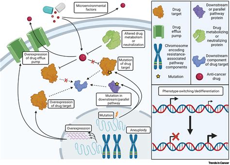 Chromosomal instability and aneuploidy as causes of cancer drug ...