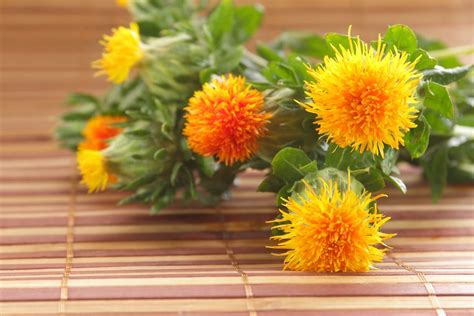 Safflower Harvest Guide – Learn How And When To Pick Safflowers ...