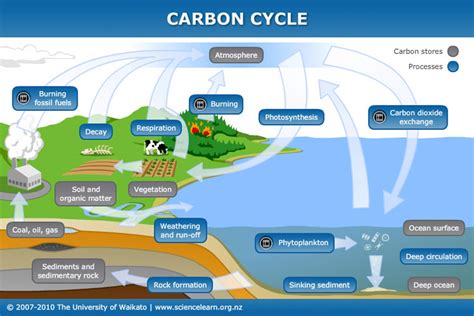 Carbon cycle — Science Learning Hub