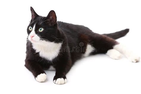 Beautiful Black And White Cat Stock Image - Image: 28703263