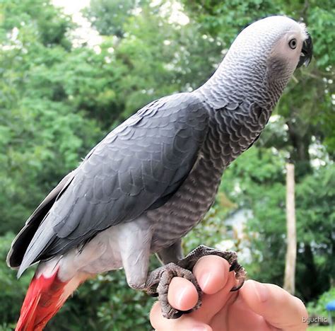 "African Grey, Parrot, Wild, Red Tail, Bird" by byuchic | Redbubble